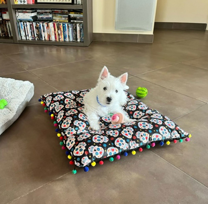 Tapis Dia de Muertos pour chien et chat – DOOGY
